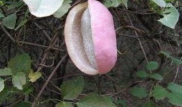 老小孩吃八月瓜好吗视频,揭秘养生美食新选择