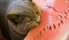 动物吃瓜视频模板素材,动物们的“吃瓜”大作战