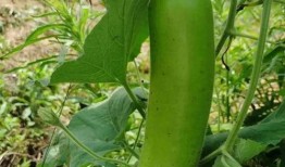 瓠瓜可以砍着吃吗视频,颠覆传统烹饪方式