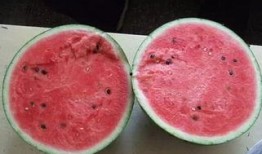 吃瓜人儿视频大全,趣味横生的娱乐盛宴