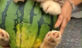 小狗狗吃瓜视频播放下载,小狗狗吃瓜视频播放下载热潮