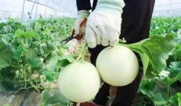 阎良吃瓜视频,揭秘网红美食背后的故事