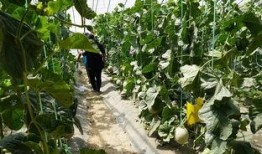 伊犁吃瓜视频,揭秘新疆美食风情