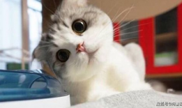 小猫吃瓜视频模板下载,萌态百出吃瓜瞬间