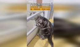 猫咪八卦吃瓜视频大全