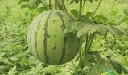 海大事件吃瓜最新进展视频,视频揭秘幕后真相