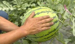 吴江绿地吃瓜事件视频曝光,视频曝光引发社会热议