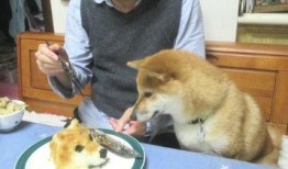 狗头吃瓜视频大全下载,欢乐瞬间，萌态百出