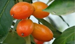 西双版纳吃瓜视频,吃瓜视频带你领略热带风情