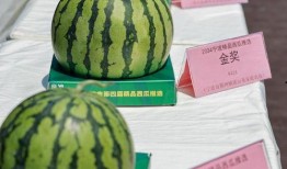 吃瓜群众摆台开饮视频,一场别开生面的视觉盛宴