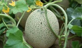 爆笑视频吃哈密瓜是真的吗,爆笑视频中的哈密瓜吃法，真相竟然如此惊人！