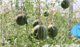 吴江绿地吃瓜事件视频曝光,视频曝光引发社会热议