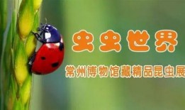 宅在家吃瓜的视频,揭秘网络热点的幕后故事