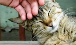 猫咪八卦吃瓜视频大全