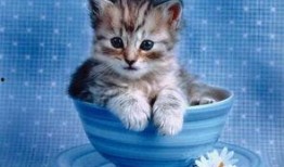 小猫吃饼干瓜视频播放,萌态十足引网友爆笑