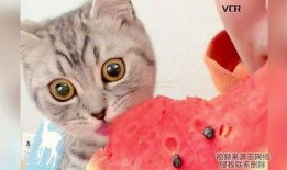 主人吃瓜猫咪吃瓜皮视频,萌宠吃瓜趣味瞬间