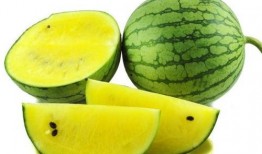 蜗牛吃西瓜哈密瓜视频大全,西瓜哈密瓜大挑战