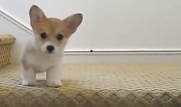 吃瓜音乐搞笑动物视频,吃瓜音乐中的搞笑动物狂欢