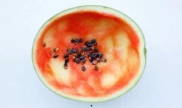 吃瓜勺子视频大全,趣味横生的美食娱乐盛宴