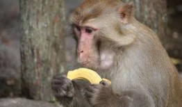 女吃瓜像猴子视频下载,下载热潮席卷网络