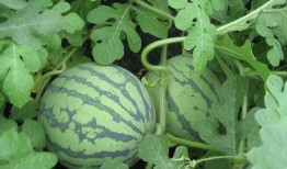 老三摘西瓜吃瓜视频大全,欢乐时光尽享田园乐趣