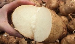 土瓜长牙还可以吃吗视频,食用安全指南揭秘