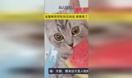 主人吃瓜猫咪吃瓜皮视频,萌宠吃瓜趣味瞬间