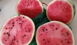 峰哥吃麒麟瓜视频大全下载,视频大全下载攻略