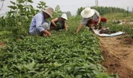 汉中勉县吃瓜事件视频最新,一场网络热议的瓜田风波