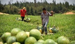 农民摘西瓜吃瓜视频大全,农民摘西瓜吃瓜视频大盘点