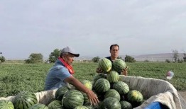 老三摘西瓜吃瓜视频大全,欢乐时光尽享田园乐趣