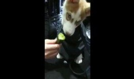 搞笑吃瓜狗狗视频,笑料横生萌态十足！