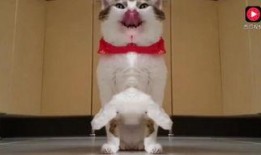 炸弹猫吃瓜视频,揭秘网络红人的幕后故事