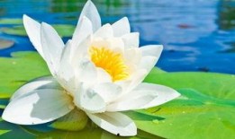 荷花妹妹吃瓜视频下载,揭秘网红美食背后的故事