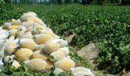 产业城吃瓜视频,揭秘幕后故事，带你走进真实产业城生活