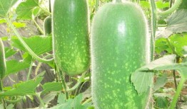 蜗牛吃西瓜哈密瓜视频大全,西瓜哈密瓜大挑战