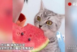 主人吃瓜猫咪吃瓜皮视频,萌宠吃瓜趣味瞬间