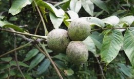 瓠瓜可以砍着吃吗视频,颠覆传统烹饪方式