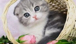 猫咪八卦吃瓜视频大全