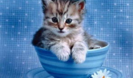 小猫吃瓜视频模板下载,萌态百出吃瓜瞬间