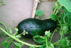 吃白瓜搞笑视频合集大全,笑料横生！白瓜搞笑视频合集大盘点