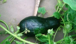 吃白瓜搞笑视频合集大全,笑料横生！白瓜搞笑视频合集大盘点