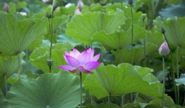 荷花妹妹吃瓜视频下载,揭秘网红美食背后的故事