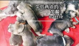 小狗狗吃瓜视频播放下载,小狗狗吃瓜视频播放下载热潮