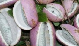 老小孩吃八月瓜好吗视频,揭秘养生美食新选择