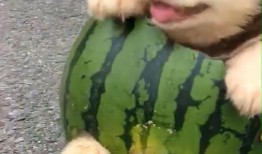 小狗狗吃瓜视频播放下载,小狗狗吃瓜视频播放下载热潮