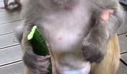 女吃瓜像猴子视频下载,下载热潮席卷网络