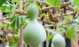 葫芦瓜能干啥吃的呢视频,从家常菜到创意料理