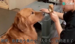 二逗吃瓜最新视频,揭秘娱乐圈最新热点，带你领略幕后真相！