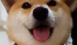 狗头吃瓜视频大全下载,欢乐瞬间，萌态百出